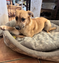 KLAUS, Hund, Mischling in Italien