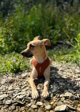 PAULI, Hund, Mischlingshund in Paderborn