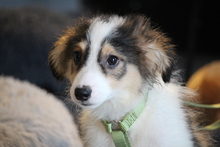 SNOW, Hund, Mischlingshund in Hagen