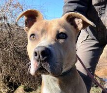 DORIAN, Hund, Staffordshire-Mischling in Slowakische Republik