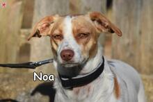 NOA, Hund, Mischlingshund in Donzdorf