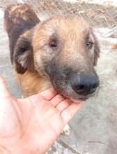 KAN, Hund, Mischlingshund in Bosnien und Herzegowina