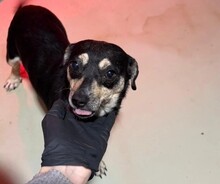 SIRI, Hund, Mischlingshund in Rumänien