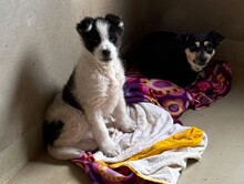 ANJA, Hund, Mischlingshund in Rumänien