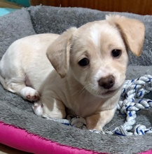 JORIS, Hund, Mischlingshund in Griechenland