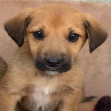 CAVALLO, Hund, Mischlingshund in Griechenland