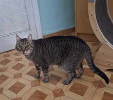 GANDALF, Katze, Europäisch Kurzhaar in Gröbenzell