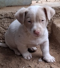 BALISTO, Hund, Mischlingshund in Griechenland