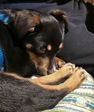 KENZO, Hund, Mischlingshund in Nürnberg