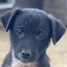 ALTOR, Hund, Mischlingshund in Griechenland