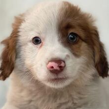 MILOS, Hund, Mischlingshund in Griechenland