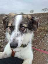 PÜNKTCHEN, Hund, Mischlingshund in Worms