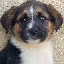 BOREAS, Hund, Mischlingshund in Griechenland