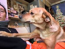 SARA, Hund, Mischlingshund in Russische Föderation