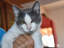 LAURO, Katze, Hauskatze in Bergisch Gladbach