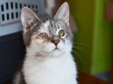 LUCIO, Katze, Europäisch Kurzhaar in Bergisch Gladbach