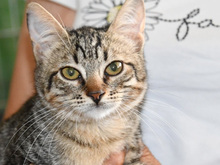 PETRA, Katze, Europäisch Kurzhaar in Kempen