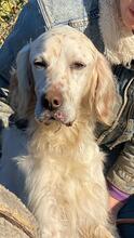 BALDONE, Hund, English Setter in Italien