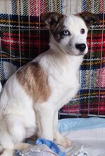 AMIRA2, Hund, Mischlingshund in Bulgarien