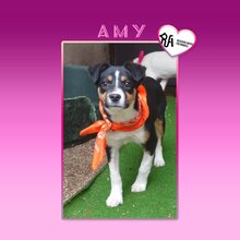 AMY, Hund, Mischlingshund in Bulgarien