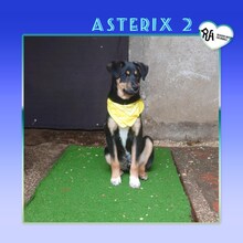 ASTERIX2, Hund, Mischlingshund in Bulgarien
