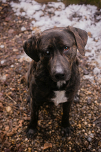 MERLIN, Hund, Mischlingshund in Kroatien
