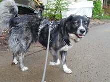 ANIMA, Hund, Mischlingshund in Remscheid