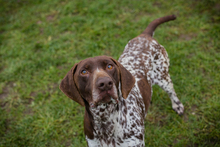 VASKO, Hund, Deutscher Kurzhaar Mischling in Kroatien
