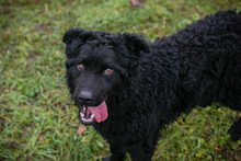 NOX, Hund, Kroatischer Schäferhund-Mix in Kroatien