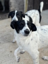 IBO, Hund, Mischlingshund in Rumänien