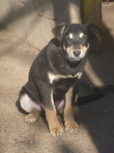 TIM, Hund, Mischlingshund in Bulgarien