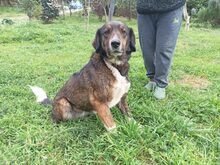 BERTA, Hund, Mischlingshund in Griechenland