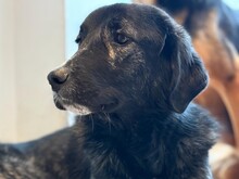 TIGER, Hund, Mischlingshund in Aerzen