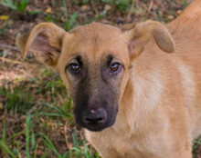 OZZY, Hund, Mischlingshund in Kroatien