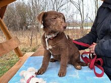 AGATHA, Hund, Schnauzer-Mix in Ungarn