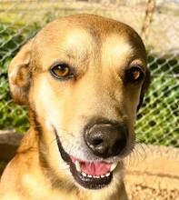 ROCKNROLL, Hund, Mischlingshund in Griechenland