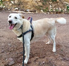 SINA, Hund, Mischlingshund in Griechenland