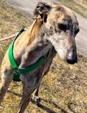 RAYAN, Hund, Galgo Español-Mix in Apen