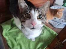 VITO, Katze, Europäisch Kurzhaar in Bulgarien