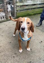 DÖRTHE, Hund, Mischlingshund in Köln