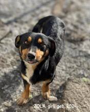 ZOLA, Hund, Mischlingshund in Rumänien