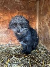 SURI, Hund, Mischlingshund in Berg