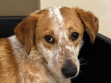 LUZ, Hund, Mischlingshund in Rösrath