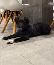 MURPHY, Hund, Mischlingshund in Kipfenberg