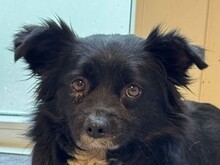 ZELDA, Hund, Mischlingshund in Rösrath