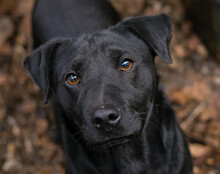 JANTAR, Hund, Mischlingshund in Kroatien