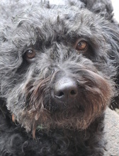 GINA, Hund, Puli-Mix in Oer-Erkenschwick