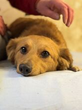 JARAH, Hund, Mischlingshund in Slowakische Republik
