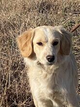 DOLLY, Hund, Mischlingshund in Gyhum