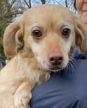 RONA, Hund, Mischlingshund in Italien